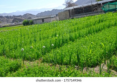 Very Beautiful Sea Nary Backgrounds Village Probable Nice Place In Oman   