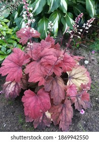 Very Beautiful Shrub Heucherella Sweet Tea With Maroon And Red Foliage And Many Delicate White Bell-shaped Flowers On Long Stems On Garden Bed On Background Of Variegated Hosta And Pachysandra