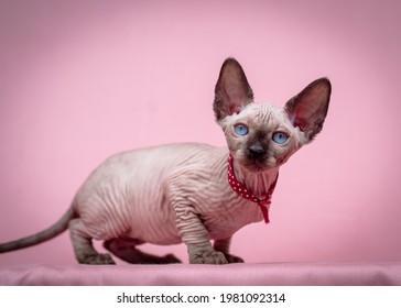 A very beautiful Sphynx cat sitting and posing for photos with a red collar and pink background. (Photo 2) - Powered by Shutterstock