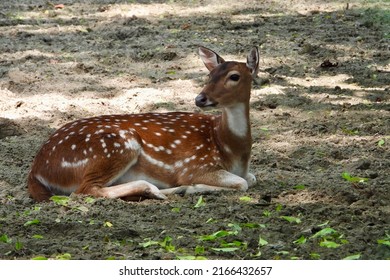 Very Beautiful Spotted Dear In The Zoo