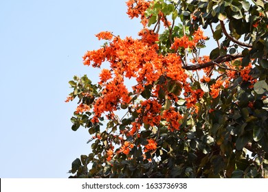 Bastard Teak Tree High Res Stock Images Shutterstock