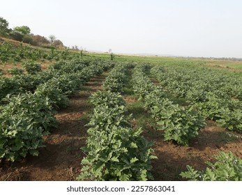 Very beautiful view of brinjal farm in organic way - Shutterstock ID 2257863041