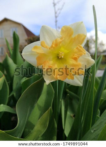 a very beautiful white daffodil with big yellow wavy petals in the center. close up.Flower desktop wallpaper