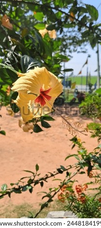 very beautiful yellow flower (Garden flowering plant - Hibiscus rosa-sinensis, known colloquially as Chinese hibiscus,China rose, Hawaiian hibiscus)