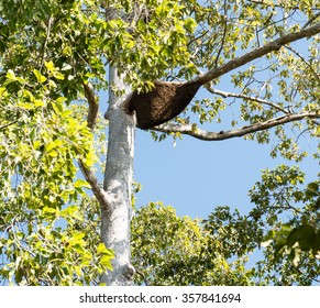 The Very Big Beehive On High Big Tree