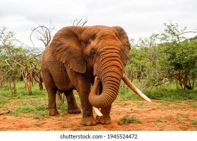 Very Big Elephant Bull In Must Coming Very Close In A Game Reserve In Kwa Zulu Natal In South Africa