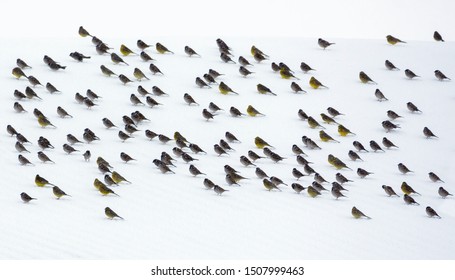 Very Big Flock Of Tree Sparrows And Yellowhammers Sits On Snow In Strange Combination Of Dark Silhouettes 