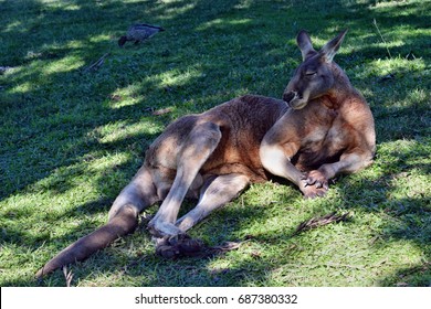 red kangaroo muscles