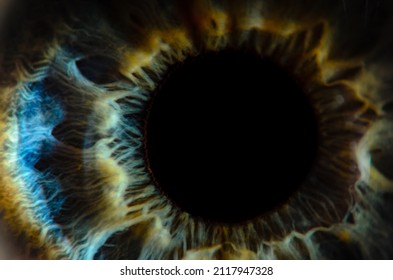 Very close macro photo of human eye. Human eye close-up detail with shallow depth of field. - Shutterstock ID 2117947328