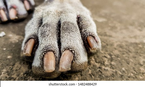 Very Close Up On Nail Of Dog Foot