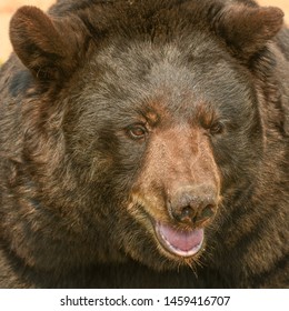 Very Close Up Picture Of A Native North American Black Bear