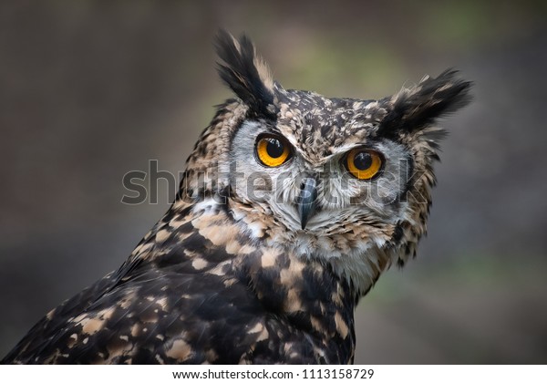 A very close up portrait of the head of a mackinder\
eagle owl staring intensely forward towards the camera with large\
orange eyes