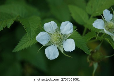 Very close up raspberry flower