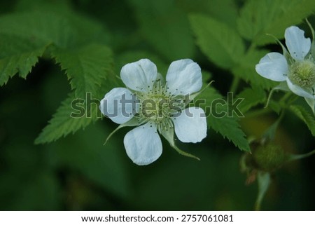 Very close up raspberry flower