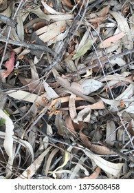 Very Close Sample Of Dead Eucalyptus Leaves From A Pile Of Dead Trees.