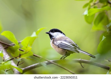 A very close shot (selective focus) of a Black-capped Chickadee in its habitat