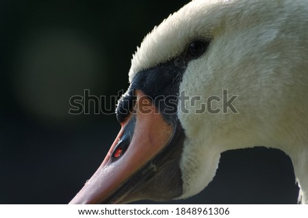 Similar – Image, Stock Photo suspicion Bird Zoo