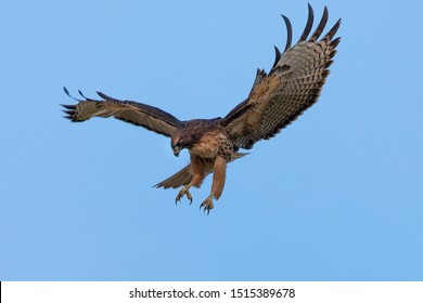 Very Close View Of A Red-tailed Hawk Diving On A Prey, Seen In The Wild In North California