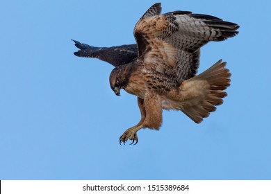 Red Hawk High Res Stock Images Shutterstock