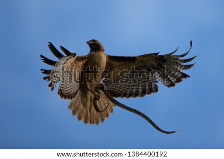 Similar – Image, Stock Photo Big vulture in flight Face