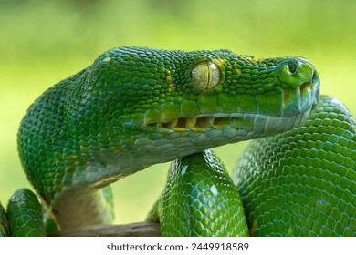 Very closeup side view head of Green Tree Python (Morelia viridis) also known as the Emerald Green Python. - Powered by Shutterstock - Get 15% off with code: PIKWIZARD15