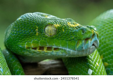 Very closeup side view head of Green Tree Python (Morelia viridis) also known as the Emerald Green Python.