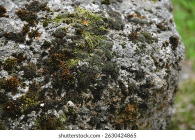 brown covered various gray