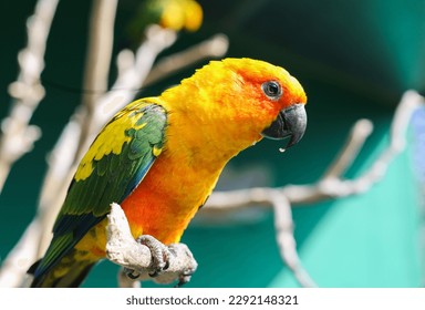 Very colorful and gorgeous parrots aratinga or a sun conure are watching their visitors in a big parrot park. This bird likes eating seeds and playing. 
