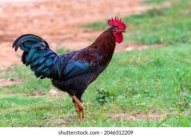 Leg Rooster Images, Stock Photos u0026 Vectors  Shutterstock