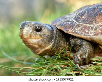 Very Common River Turtle In The Iberian Peninsula. It Is A Semi Aquatic Species. Mauremys Leprosa
