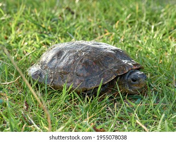 Very Common River Turtle In The Iberian Peninsula. It Is A Semi Aquatic Species. Mauremys Leprosa