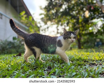 Very Curious And Mischievous Cat.