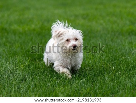 Very cute and adorable small dog playing and running in the grass. Animal, home, companion concepts.