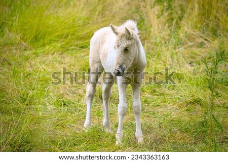 Foal II Environment