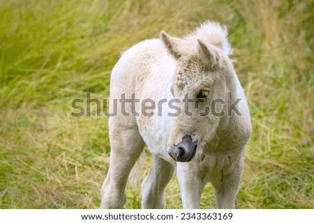 Similar – Foal II Environment