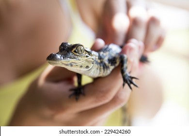 Royalty Free Baby Alligator Images Stock Photos Vectors