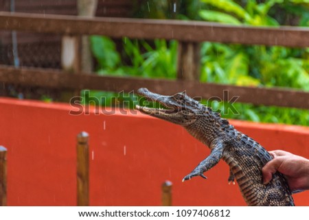Very Cute Baby Alligator Being Held Stock Photo Edit Now