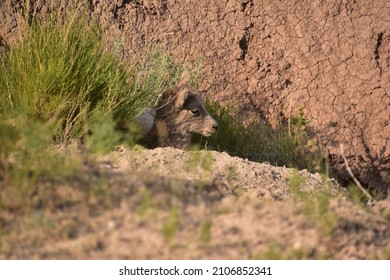 Very Cute Baby Bighorn Sheep Resting In The Badlands. 