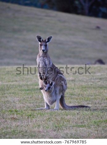 Very Cute Baby Kangaroo Pouch His Stock Photo Edit Now 767969785