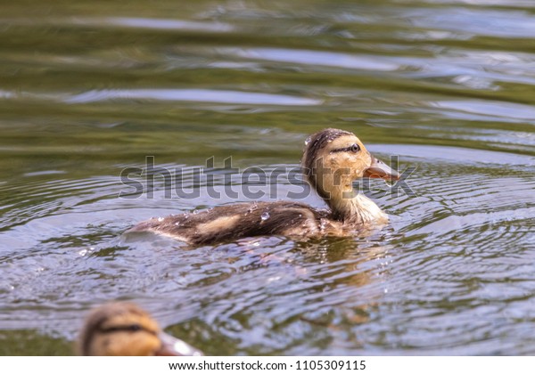 Very Cute Baby Mallard Duck Swimming Stock Photo Edit Now 1105309115