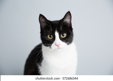 A Very Cute Black And White Cat