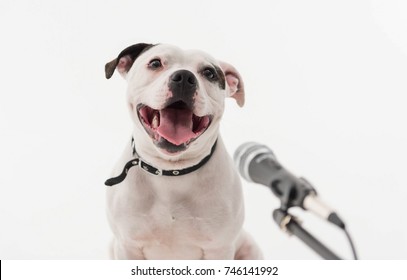 A very cute black and white Staffordshire bull terrier dog singing into a microphone, isolated on a white studio background The staff dogs mouth is wide open. - Shutterstock ID 746141992