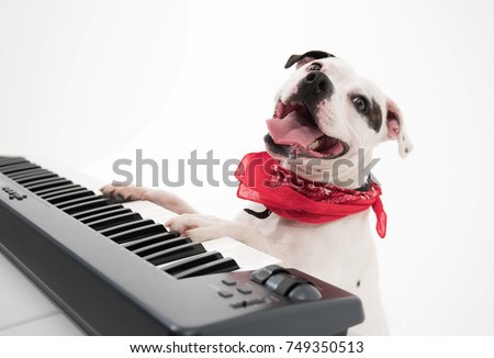 A very cute black and white Staffordshire bull terrier dog playing on an electric keyboard piano The staffy dogs mouth is wide open whilst making music.