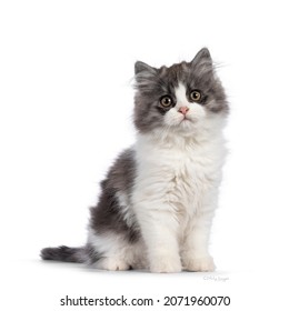 very cute blue with white Tailed Cymric aka Longhaired Manx cat kitten, sitting up side ways. Looking straight into camera with the sweetest eyes. isolated on a white background.