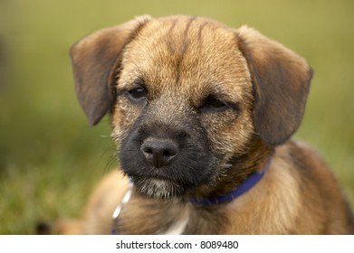 A Very Cute Border Terrier Puppy