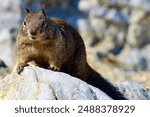 Very cute California ground Squirrel 