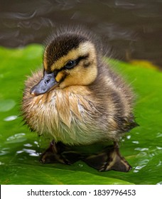 Very Cute Duckling On Lilypad