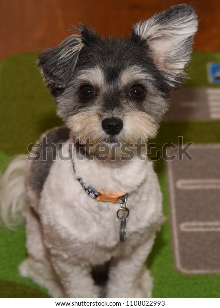 Very Cute Female Havanese Puppy Very Stock Photo Edit Now 1108022993