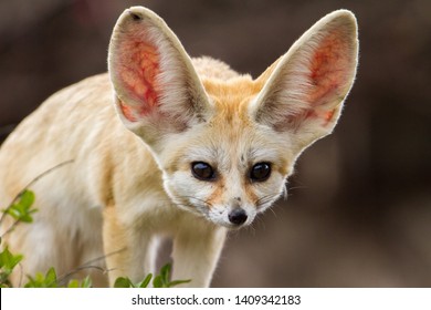 Fennec Fox Images Stock Photos Vectors Shutterstock