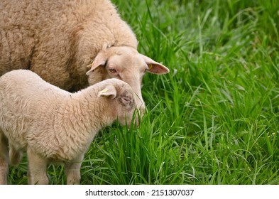 A very cute, flurry wooly white lamb with its mother in the green grass